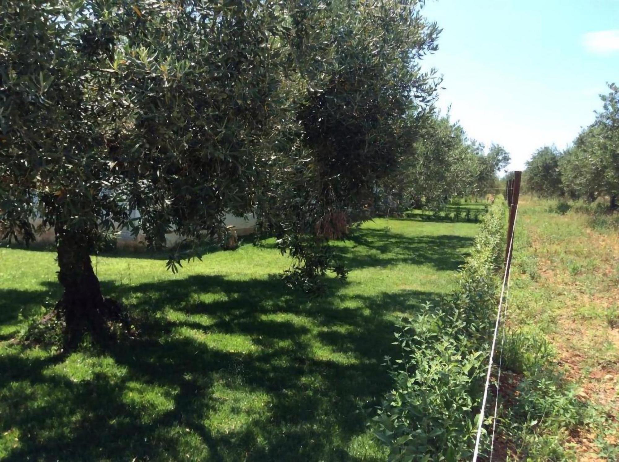Residenze Gli Ulivi Appartement Orosei Buitenkant foto